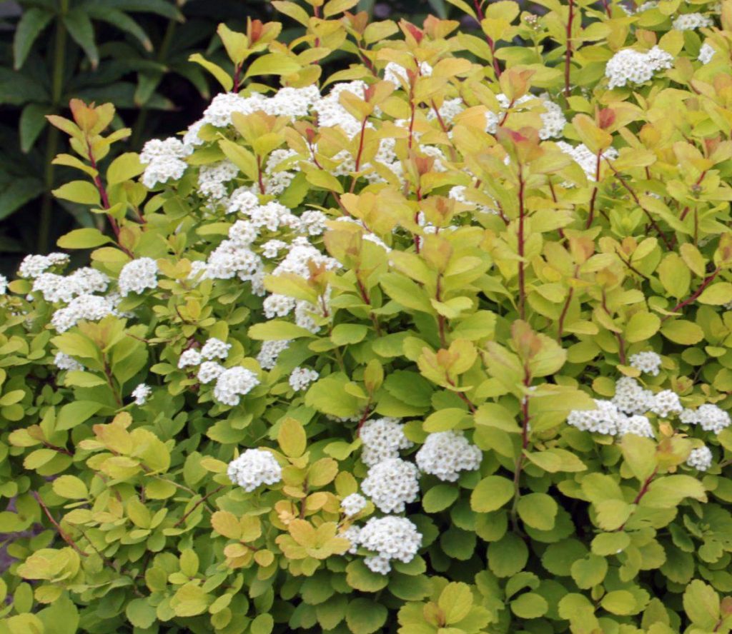 Спирея березолистная (Spiraea betulifolia `Tor`)