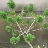 Сосна Горная Pinus mugo Turra