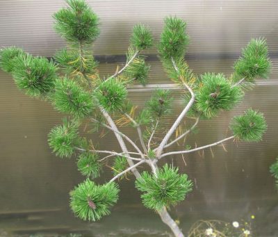 Pinus mugo turra