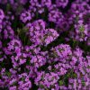 Тимьян ранний / Thymus praecox