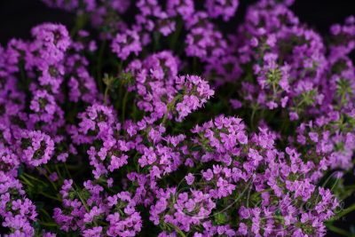 Тимьян ранний / Thymus praecox